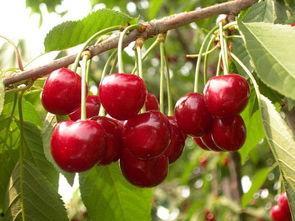 国产樱桃的选择方法视频,教你轻松辨别优质樱桃