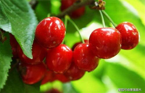 国产樱桃的选择方法视频,教你轻松辨别优质樱桃