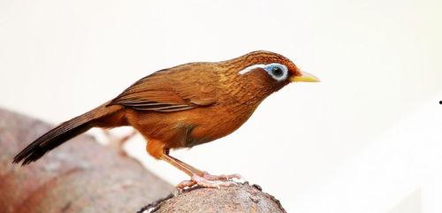 新手养国产鸟好吗视频,新手入门必看视频解析