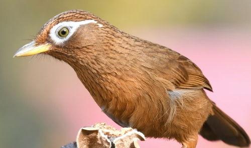 新手养国产鸟好吗视频,新手入门必看视频解析