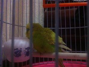 新手养国产鸟好吗视频,新手入门必看视频解析