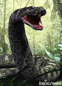 国产蟒蛇动漫解说视频在线观看,探寻神秘蟒蛇世界的奇幻之旅