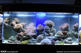 国产鱼缸介绍视频,创新设计，品质生活新选择  第3张