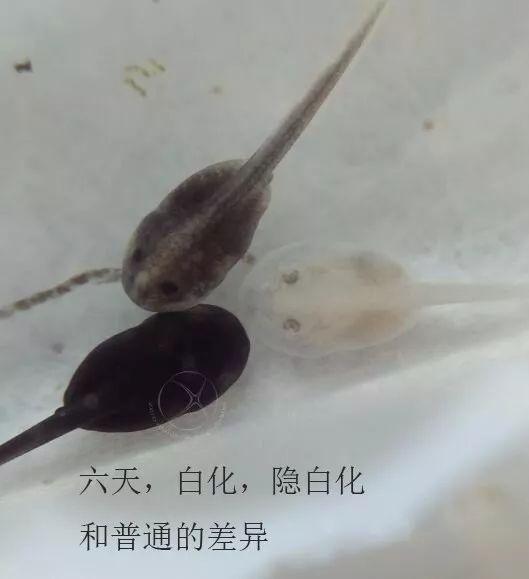 蝌蚪 视频 国产,蝌蚪视频引领国产原创内容新潮流
