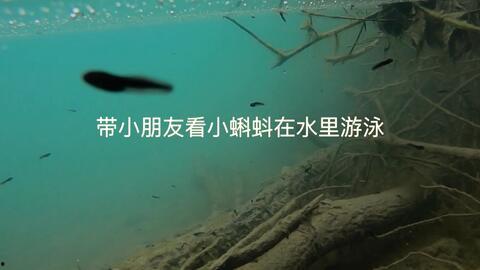 蝌蚪 视频 国产,蝌蚪视频引领国产原创内容新潮流  第2张